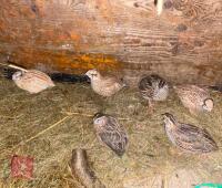 6 X 3MO UNSEXED QUAILS BIDS FOR THE GROUP