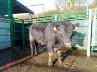 ABERDEEN ANGUS PEDIGREE BREEDING BULL