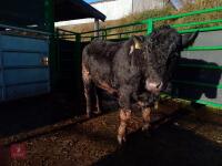 ABERDEEN ANGUS PEDIGREE BREEDING BULL - 2