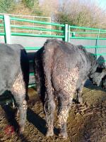 ABERDEEN ANGUS PEDIGREE BREEDING BULL - 3