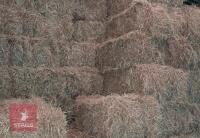 100 CONVENTIONAL OF 2024 HAY BIDS PER BALE