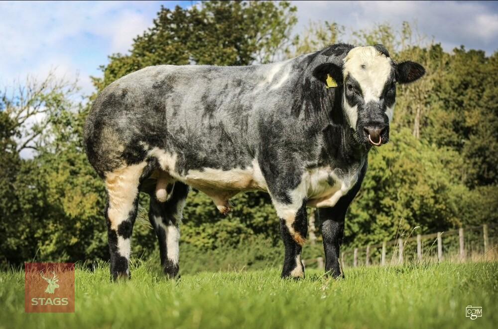 BRITISH BLUE PEDIGREE BREEDING BULL