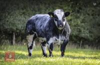 BRITISH BLUE PEDIGREE BREEDING BULL - 2