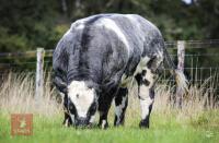 BRITISH BLUE PEDIGREE BREEDING BULL - 3