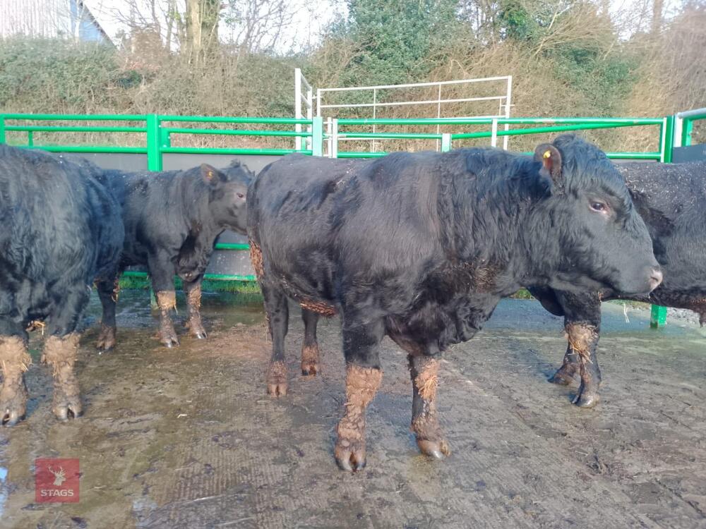 ABERDEEN ANGUS PEDIGREE BREEDING BULL