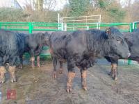 ABERDEEN ANGUS PEDIGREE BREEDING BULL