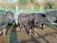 ABERDEEN ANGUS PEDIGREE BREEDING BULL - 2