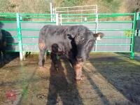 ABERDEEN ANGUS PEDIGREE BREEDING BULL - 3