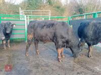 ABERDEEN ANGUS PEDIGREE BREEDING BULL - 4