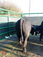 ABERDEEN ANGUS PEDIGREE BREEDING BULL - 5