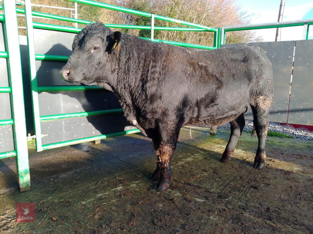 ABERDEEN ANGUS PEDIGREE BREEDING BULL