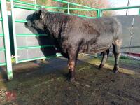 ABERDEEN ANGUS PEDIGREE BREEDING BULL - 2