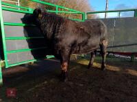 ABERDEEN ANGUS PEDIGREE BREEDING BULL - 3