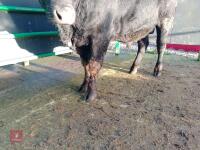 ABERDEEN ANGUS PEDIGREE BREEDING BULL - 4