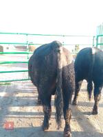 ABERDEEN ANGUS PEDIGREE BREEDING BULL - 5