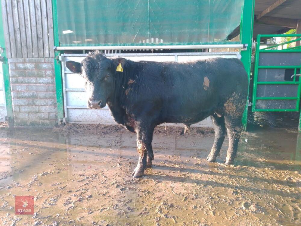 ABERDEEN ANGUS PEDIGREE BREEDING BULL