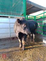 ABERDEEN ANGUS PEDIGREE BREEDING BULL - 2