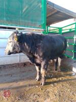 ABERDEEN ANGUS PEDIGREE BREEDING BULL - 3