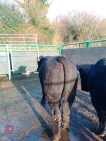 ABERDEEN ANGUS PEDIGREE BREEDING BULL - 4