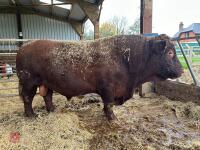 PEDIGREE RED RUBY DEVON 6YO BULL - 2