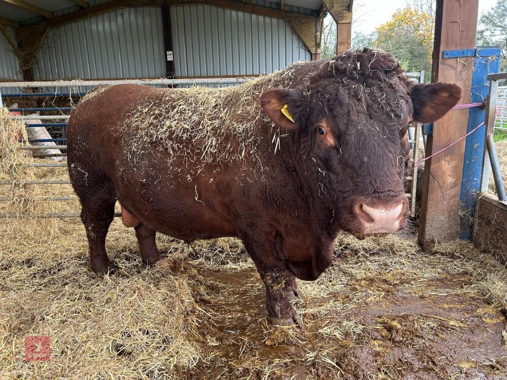 PEDIGREE RED RUBY DEVON 6YO BULL