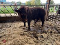 3YO PEDIGREE RED RUBY DEVON BULL - 6