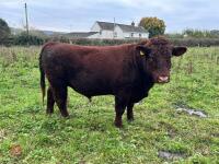 PEDIGREE RED RUBY DEVON 18MO BULL