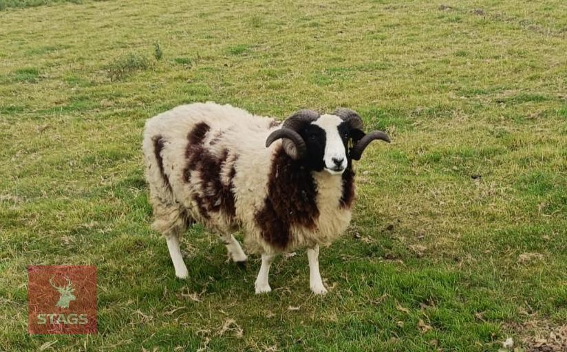 6 JACOB FULL MOUTH EWES & 1 JACOB 4T RAM BIDS FOR THE GROUP