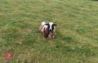 6 JACOB FULL MOUTH EWES & 1 JACOB 4T RAM BIDS FOR THE GROUP - 2