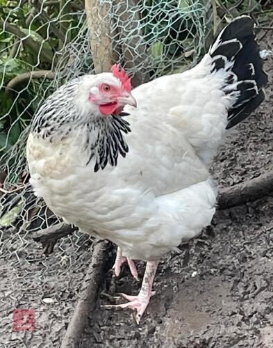 3 LIGHT SUSSEX PULLETS BIDS PER LIFE