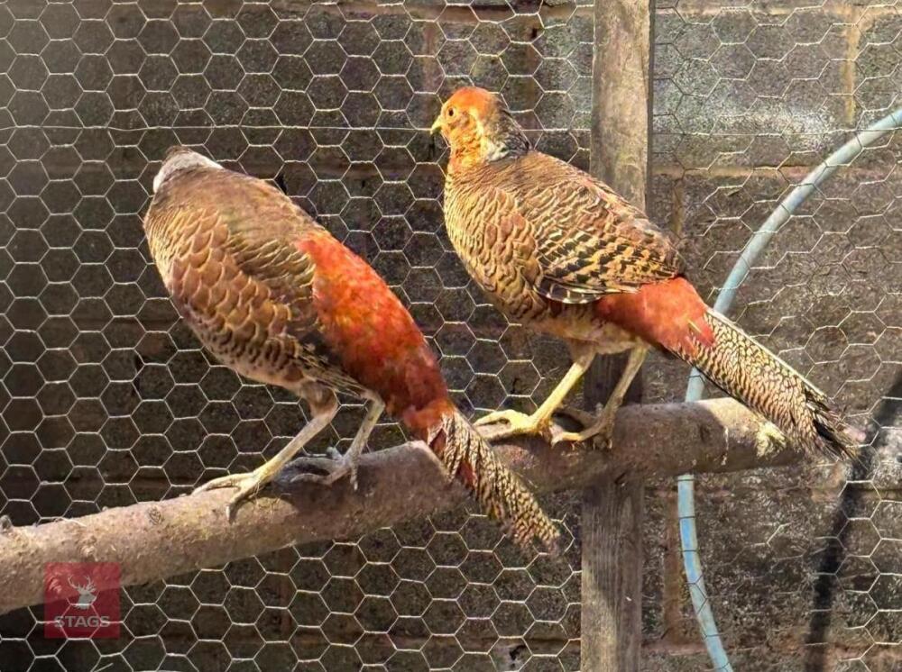 3 RED GOLDEN PHEASANT POULTS BIDS PER LIFE