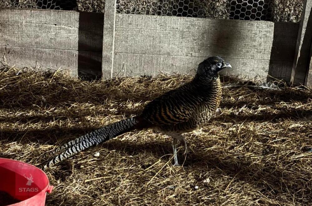 2 LADY AMHERST PHEASANT POULTS BIDS PER LIFE