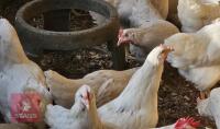 4 OLIVE EGG LAYING HENS BIDS PER LIFE - 2