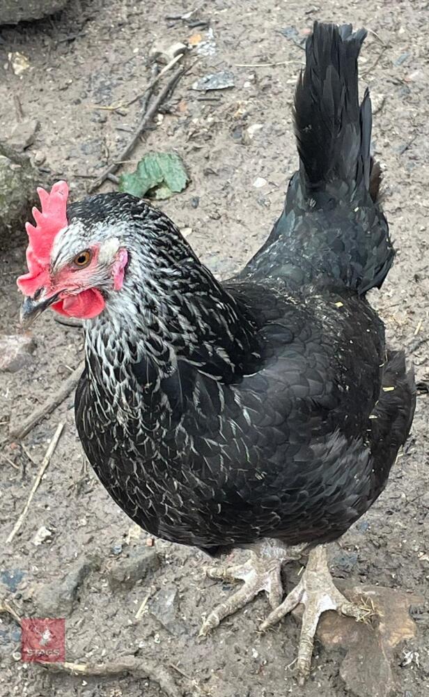 2 SILVER SUSSEX PULLETS BIDS PER LIFE