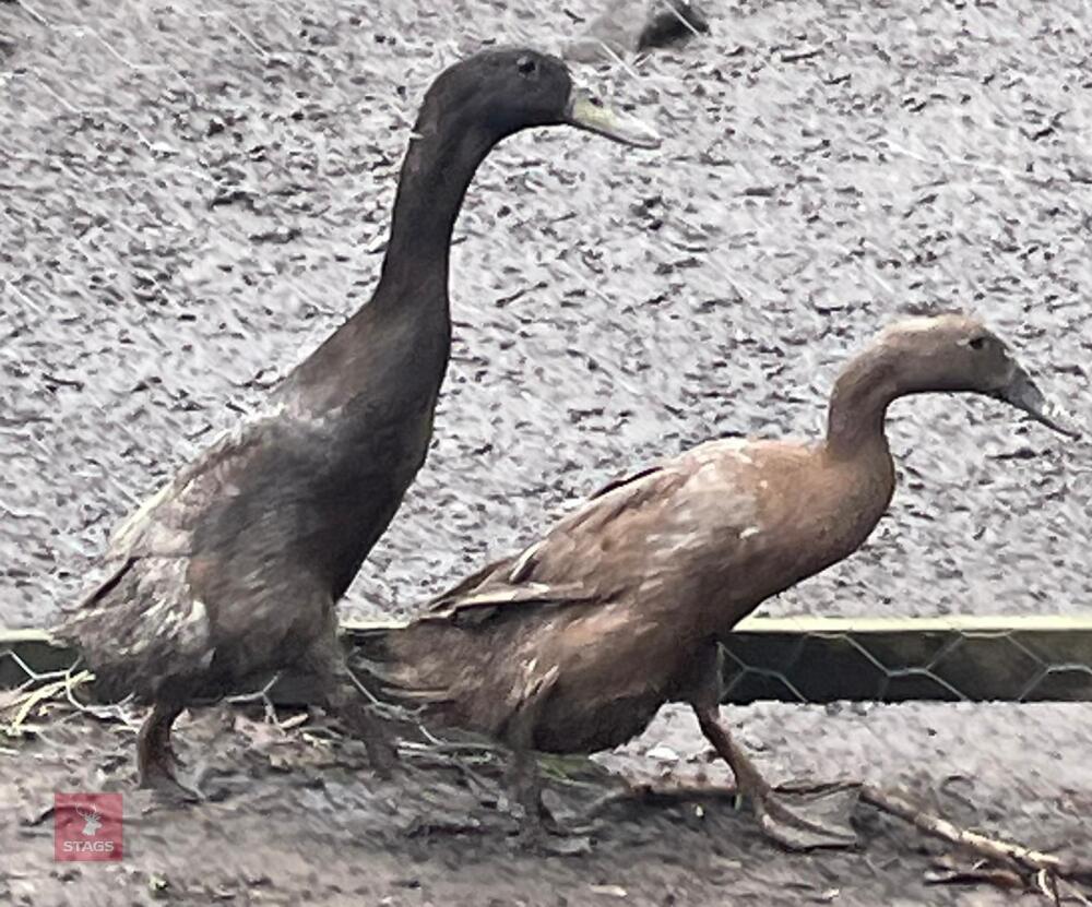 PAIR OF YOUNG INDIAN RUNNER DUCKS BIDS FOR THE PAIR