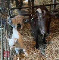 PYGMY NANNY, 1 BILLY & 1 FEMALE GOAT BIDS FOR THE GROUP - 2