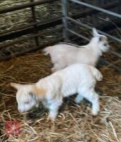 PYGMY NANNY, 1 BILLY & 1 FEMALE GOAT BIDS FOR THE GROUP - 3