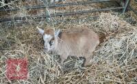 GOLDEN PYGMY FEMALE KID GOAT - 2