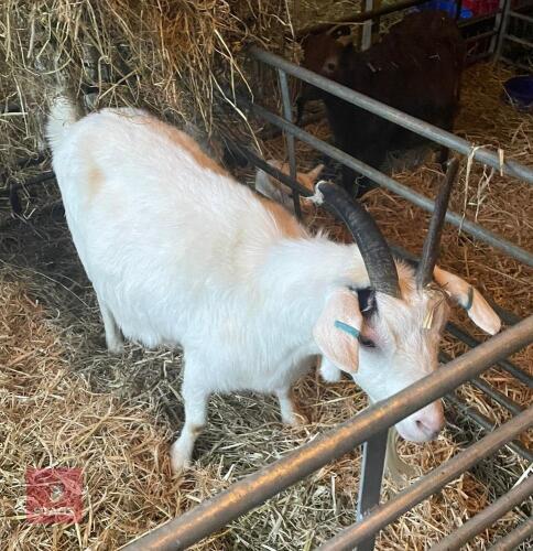 7YO PYGMY X NANNY GOAT