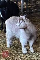 GOLDEN PYGMY WETHER GOAT - 2