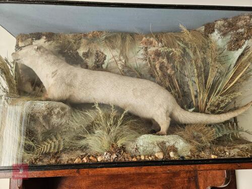 EARLY 20TH CENTURY MOUNTED OTTER IN CASE