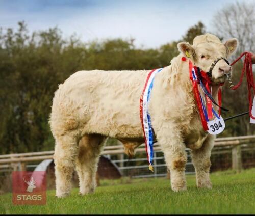 23MO PEDIGREE CHAROLAIS BULL