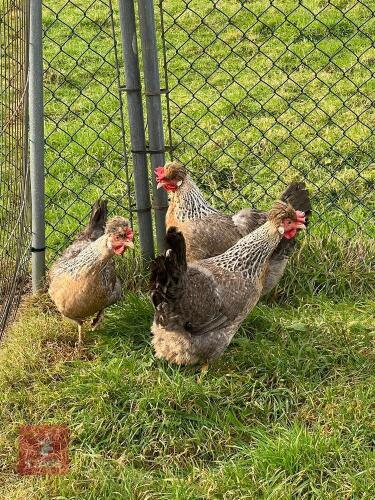 3 POL CREAM CRESTED LEGBAR PULLETS BIDS PER LIFE