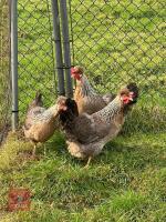 3 POL CREAM CRESTED LEGBAR PULLETS BIDS PER LIFE - 2