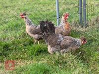 3 POL CREAM CRESTED LEGBAR PULLETS BIDS PER LIFE