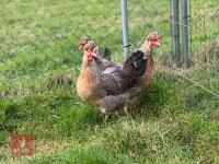 3 POL CREAM CRESTED LEGBAR PULLETS BIDS PER LIFE - 2