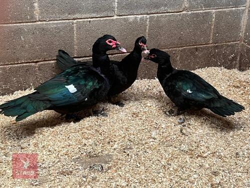 3 BLACK MUSCOVYS BREEDING TRIO BIDS PER LIFE