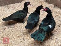 3 BLACK MUSCOVYS BREEDING TRIO BIDS PER LIFE - 2