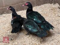 3 BLACK MUSCOVYS BREEDING TRIO BIDS PER LIFE - 3