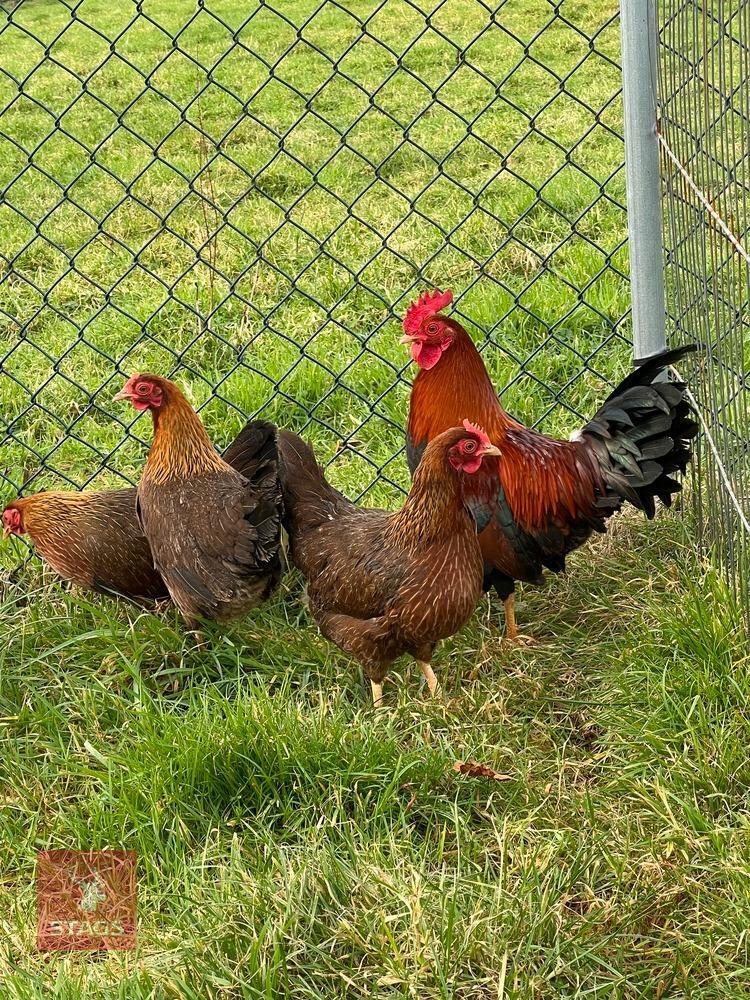 4 POL QUARTER OF WELSUMMER BANTAMS BIDS PER LIFE